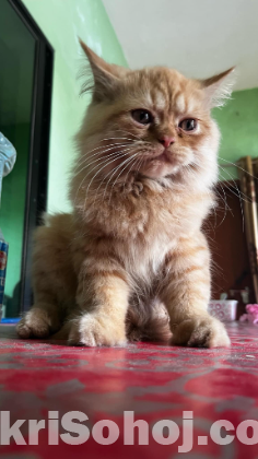 Traditional pure persian Male cat